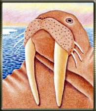Drawing of a walrus